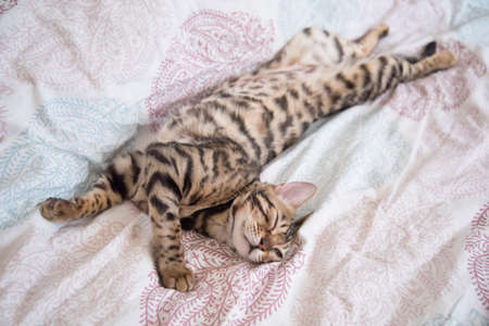 The cat is lounging lazily, watching with one eye half open. Calmの写真素材