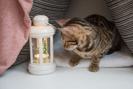 A small house made of pillows with a cat sitting in it. There is a small lamp in the house. The concept of home comfort . Stay at home.の写真素材