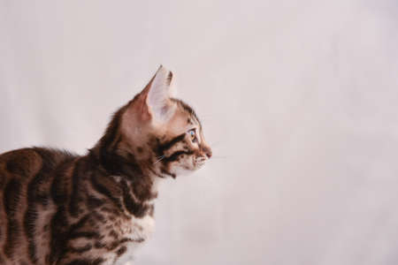 The kitten looks up carefully. Space for text. Bengal cat close-up.の写真素材