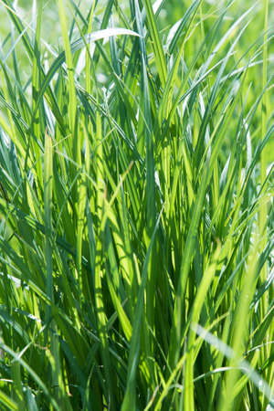 Juicy green grass in the bright rays of the sun. Background and texture. The concept of freshness