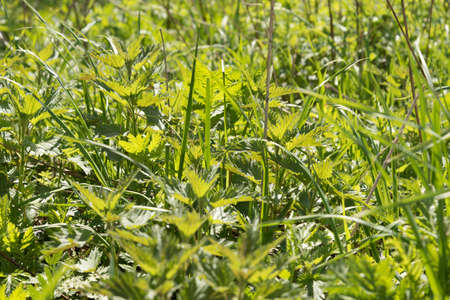 Young and juicy nettle leaves. The sun shines through the leaves. Beautiful spring summer optimistic picture.の写真素材