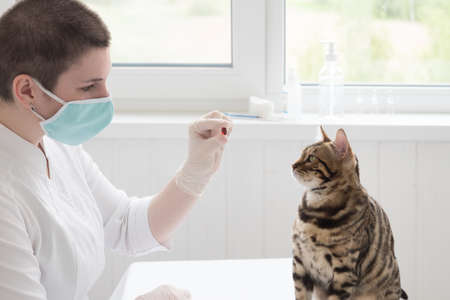 The veterinarian shows the cat a tablet. The cat sits in front of the doctor. looks at the tablet. Concept of health care. Understanding between man and animal.の写真素材