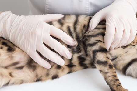 The vet feels the cat's stomach. The cat is lying on the table in front of the doctor. Clinic appointments, pregnancy. Close-up palpation.の写真素材