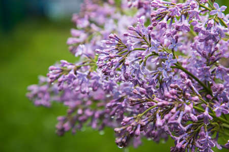 Close-up of lilac flowers after the rain. The may storm. Water drops