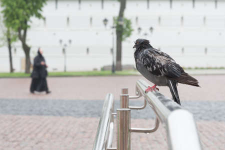 A wet pigeon is sitting on the rail. A man in black clothes is walking in the distance. Rainの写真素材