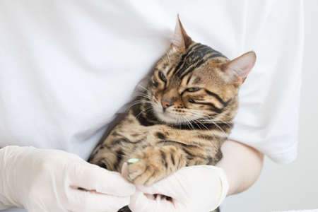 Angry cat in the hands of a veterinarian. The cat is wearing a special silicone caps for the claws. Bright emotions of the animal. Selective focusの写真素材
