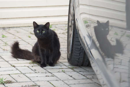 A black cat with a bushy tail sits next to the car. You can see the reflection of the cat on the car. A sign.の写真素材