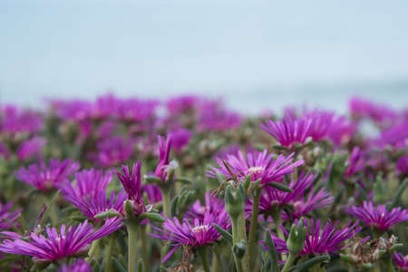 Purple summer flowers. Background textureの写真素材