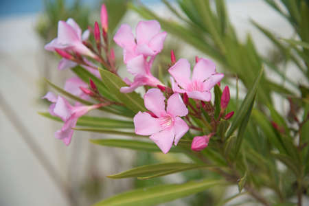 Oleander flower close-up. Postcard, background, texture Delicate pinkの写真素材