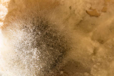 Mold on semolina porridge close-up. Fungus, dairy products.