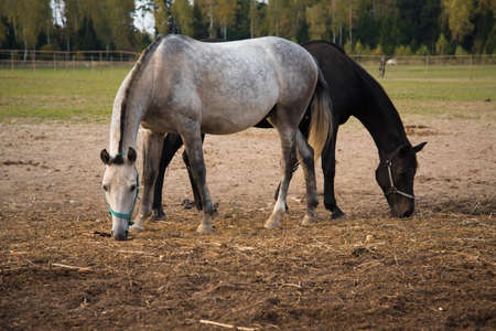 Two horses are in the paddock. Beautiful animals look at the camera.