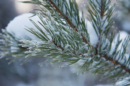 Snow-covered fir branches close-up. Christmas tree in hoarfrost, snowflakes. Winter season, frost...