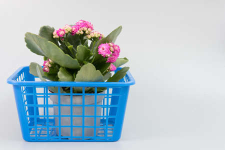 The shopping basket contains a flowering plant in a pot. Kalanchoe with lilac flowers. The concept of buying flowers for various holidays. There is room for text. Uniform backgroundの写真素材
