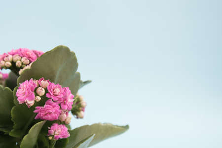 A bouquet of a pink flowering plant on a gentle background. place for text. postcard, congratulationsの写真素材
