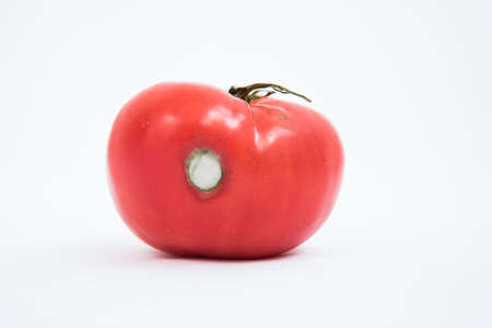 A large red tomato on a white background. The vegetable has signs of rotting. A tomato with moldの写真素材