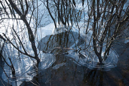The ice covered the trunks of trees and bushes. Natural natural ice pattern. Frostsの写真素材