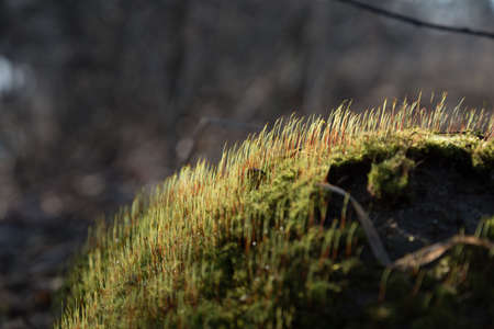 Many young sprouts of moss in the sun. Spring growth of moss. The texture of green shootsの写真素材