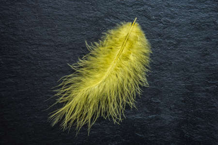 A beautiful yellow feather lies on a black background. Background, texture of slate. Bright feather, beautiful stylish picture. Place for your textの写真素材