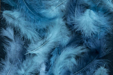 Feathers of delicate blue shades. Background, texture. Abstract and stylish background. Smooth lines...