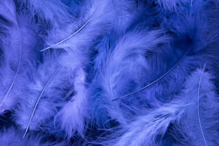 Feathers of delicate blue shades. Background, texture. Abstract and stylish background. Smooth lines and texture of feather, downの写真素材