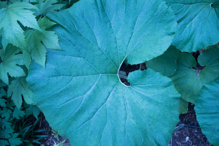 Burdock leaf close up. Background, green textureの写真素材