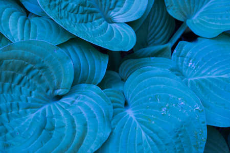 The structure of large leaves, top view. Blue color. Background, textureの写真素材