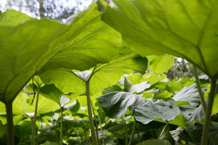 Large sheets of burdock. Green background, texture. Green leaves in the backlightの写真素材