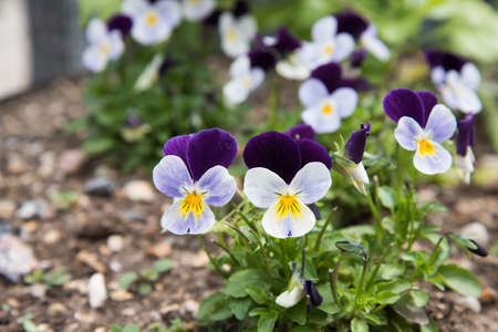 White-purple flowers in the flowerbed. Delicate flowers outdoorsの写真素材