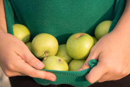 The child is holding green apples. The child folded the plucked apples into his T-shirt. Summer...