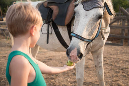 The child treats the horse with apples. A blonde girl feeds a brown horse from her palms. The boy holds out a treat to the horse. Nice summer atmosphere. Beautiful warm shades at sunsetの写真素材