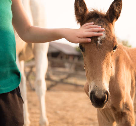 Close-up. The baby gently strokes the little foal. Summer portrait in warm colors. Friendship between man and horse. Hippotherapyの写真素材