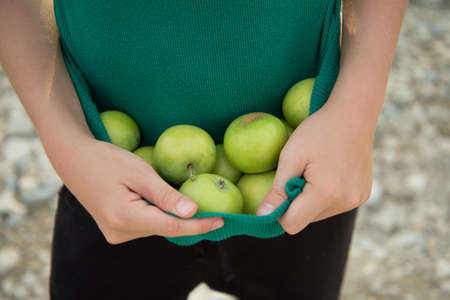 The child is holding green apples. The child folded the plucked apples into his T-shirt. Summer...