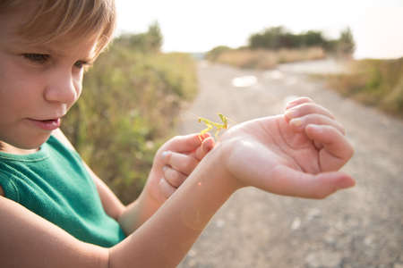 The child holds the praying mantis in the palm of his hand. Nice summer picture. Warm rays of the setting sun. Child nerd. The girl examines the insect. The boy is interested in wildlifeの写真素材