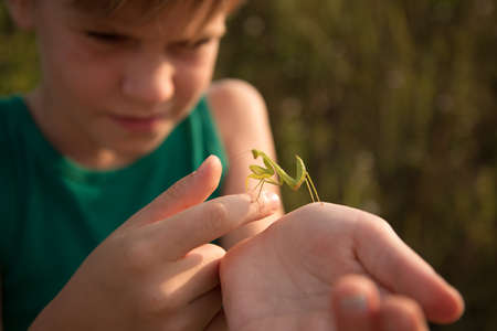 The child holds the praying mantis in the palm of his hand. Nice summer picture. Warm rays of the setting sun. Child nerd. The girl examines the insect. The boy is interested in wildlifeの写真素材