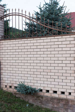 A grabbing blue spruce sprouting through a brick fence. Freedom-loving tree. Landscapingの写真素材