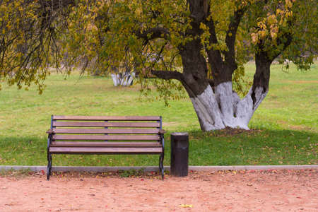 Lonely bench in the park. A bench under a beautiful autumn tree. Relaxation and restの写真素材