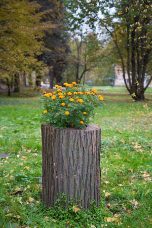 An old tree stump serves as a flowerpot. Re-production concept. The concept of caring for the environmentの写真素材
