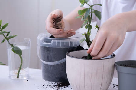 A child transplants a flower from a small pot into a large one. Childrens hands close up. Plant in...