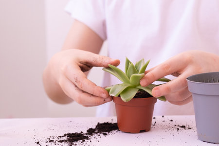A child transplants a flower from a small pot into a large one. Childrens hands close up. Plant in childrens hands. flower transplantの写真素材