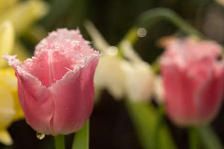 Delicate pink tulips with fringed petals. Close-up. Stylish spring cardの写真素材