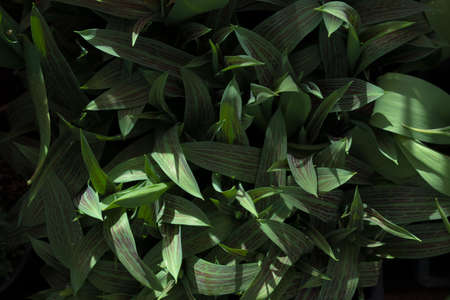 Juicy green leaves, rays of the sun. Background, texture