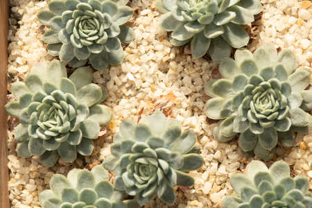 Echeveria succulent. Plant varieties. Beautiful plants in pots.