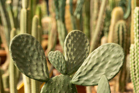 Variety of cacti. Opuntia in the foreground. Green natural background