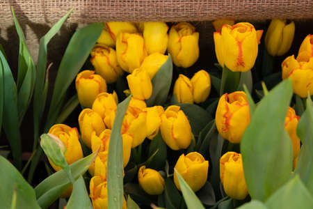 Yellow peony tulips in the sun. Burlap background. Bright spring picture. Background, texture
