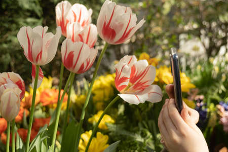 Childrens hands hold a smartphone and take pictures of tulips. Video chat, live communication