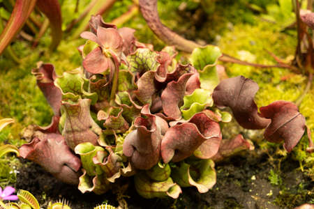 Insectivorous plant Sarracenia. natural living conditions. Close-up