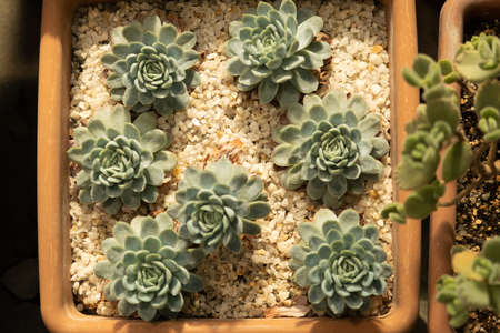 Echeveria succulent. Plant varieties. Beautiful plants in pots.の写真素材