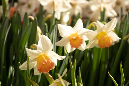 Daffodils in the flower bed. Plants close-up. White-yellow spring flowers