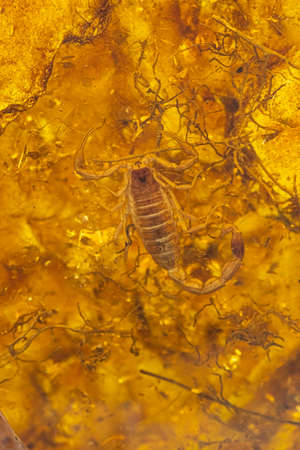 Ancient fossil resin with a scorpion inside. Insect in transparent resin. Background, texture. Soft focus, selective focusの写真素材