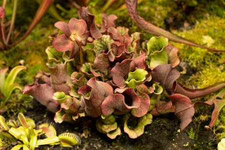 Insectivorous plant Sarracenia. natural living conditions. Close-up
